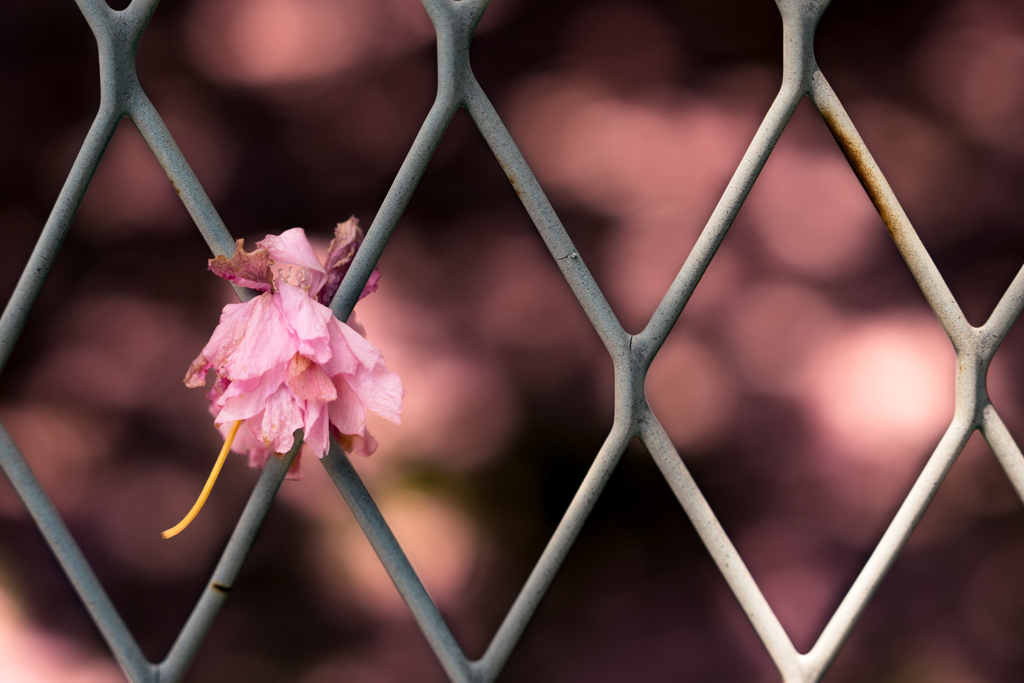 満開の落ちた桜