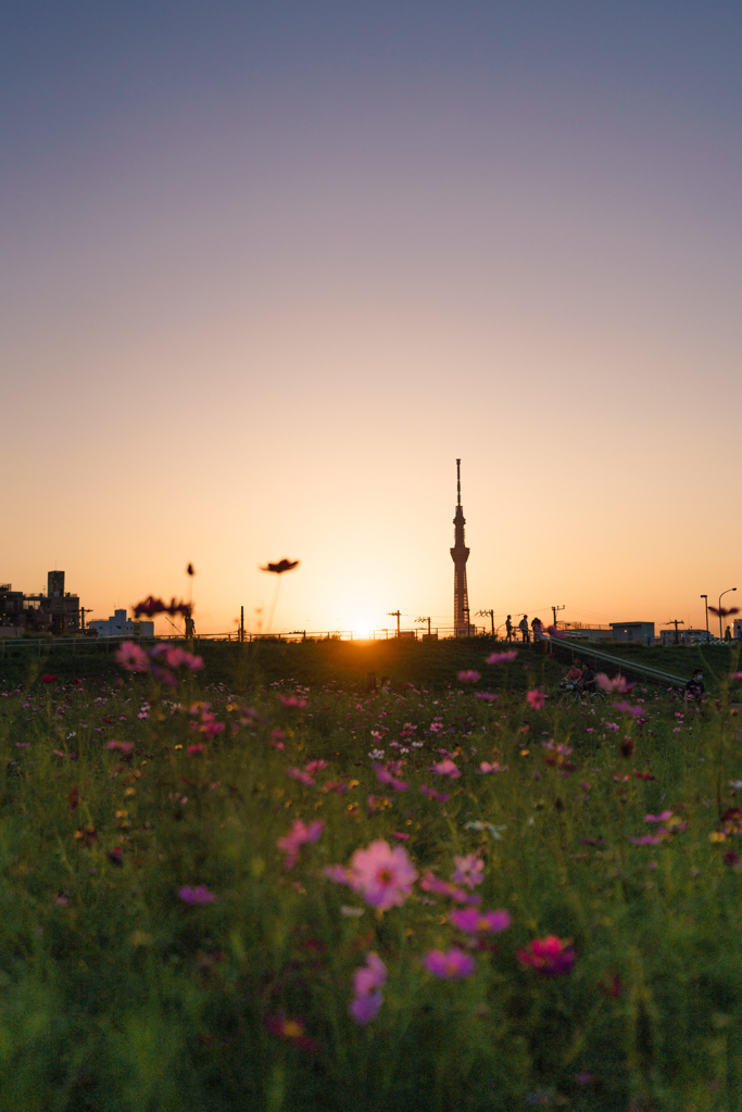 秋の夕暮れ