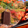 秋色談山神社