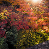 輝く秋の景色