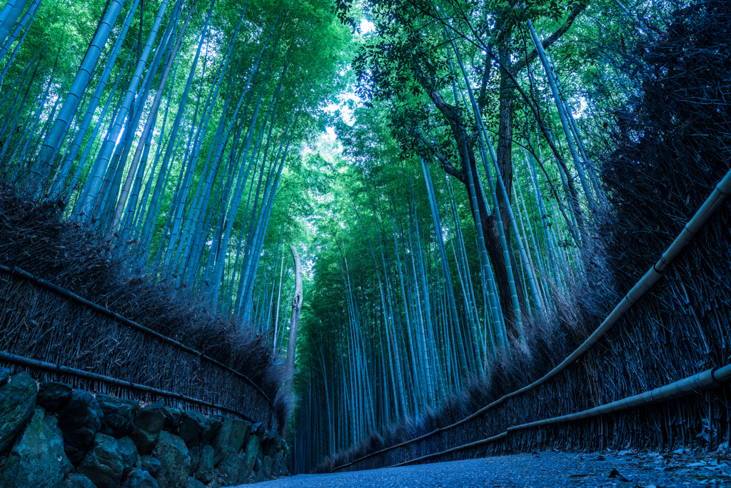 竹林の朝