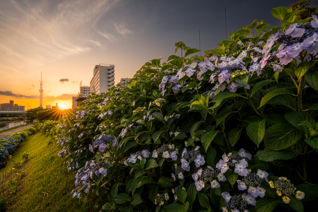 初夏の景色