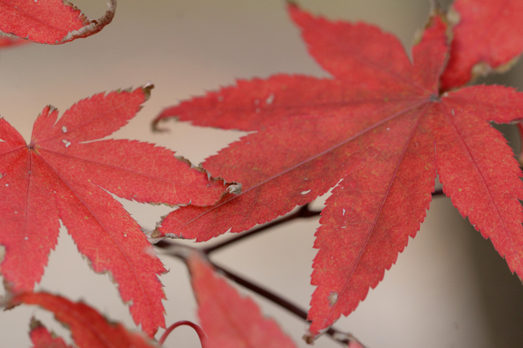 紅葉