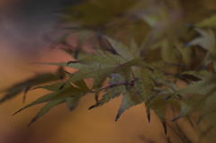 紅葉
