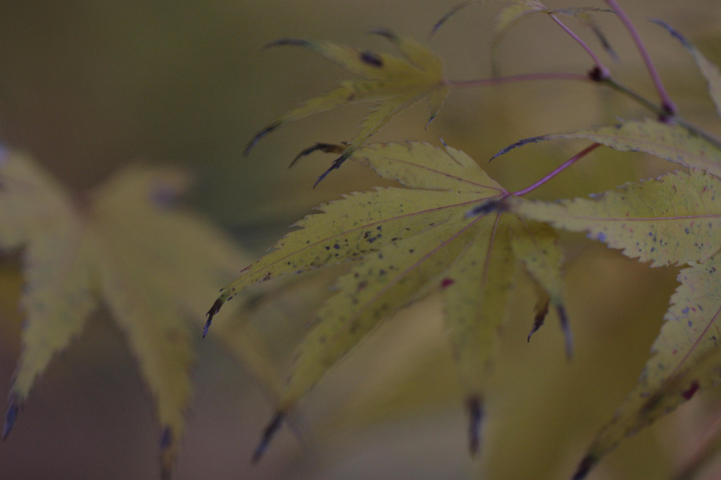 紅葉