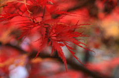 紅葉