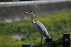 青鷺