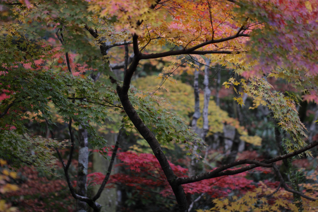 光明禅寺