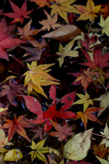 紅葉