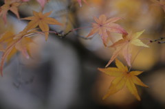 紅葉