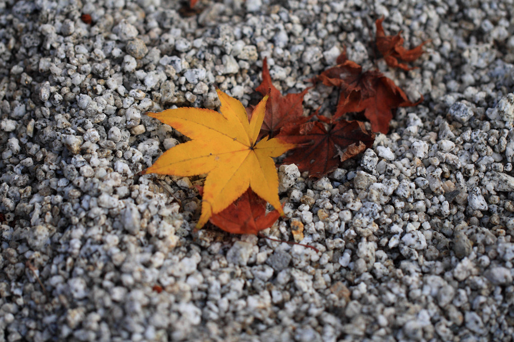 紅葉