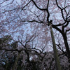 枝垂れ咲く