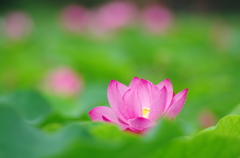 唐比ハス園