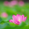 唐比ハス園