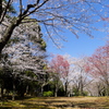 春爛漫
