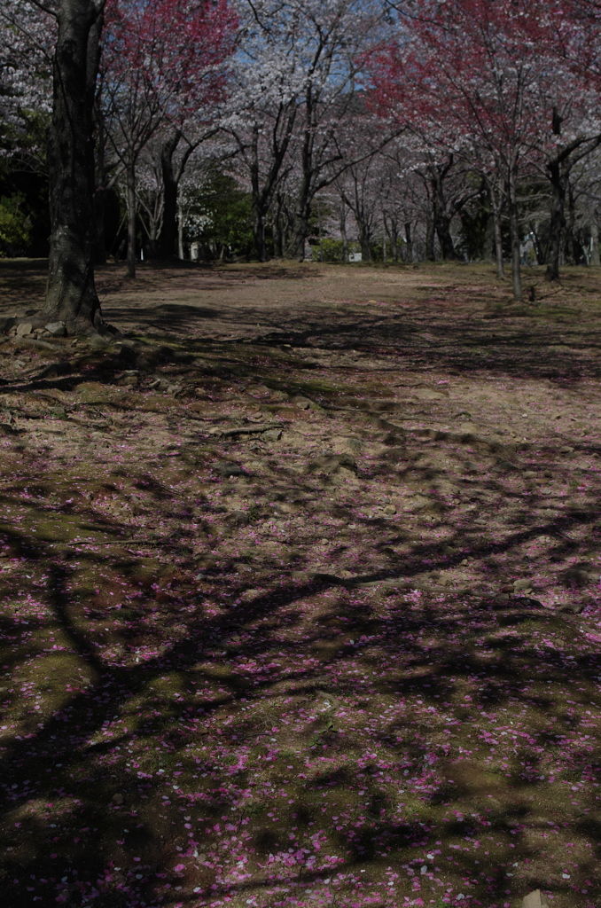 地に咲く