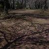 地に咲く