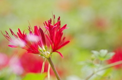 お彼岸の花