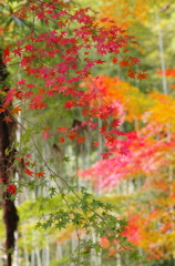 竹林と紅葉