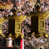 黄金の行燈