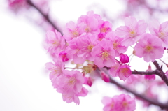 桜　ふわり