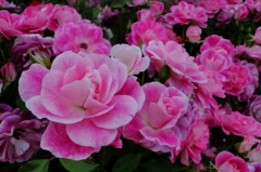 2010 05 22_0024