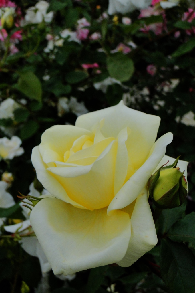 2010 05 22_0032