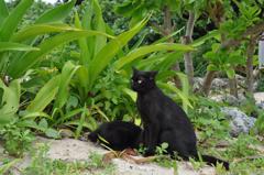 WILD CAT
