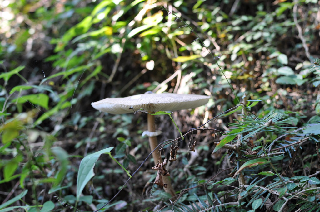 DSC_0242