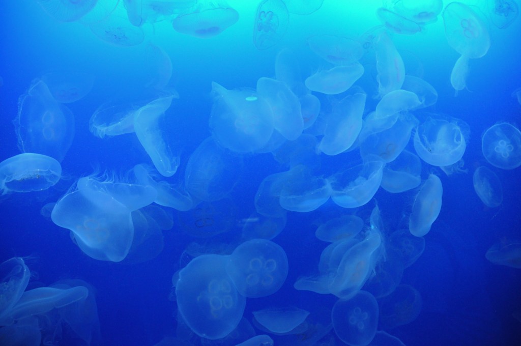 海月