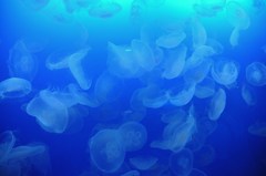 海月