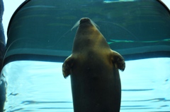 mammal