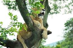 safari (2)