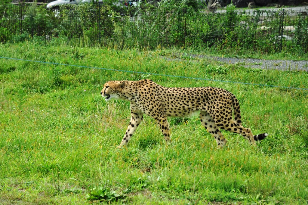 safari (6)