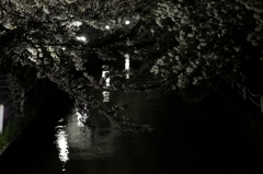 新栄の夜桜