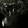 新栄の夜桜