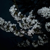 朝桜
