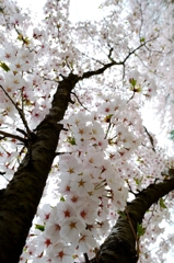 桜、天へと、