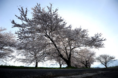 安田の桜