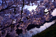 桜、朝日浴びて