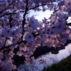 桜、朝日浴びて