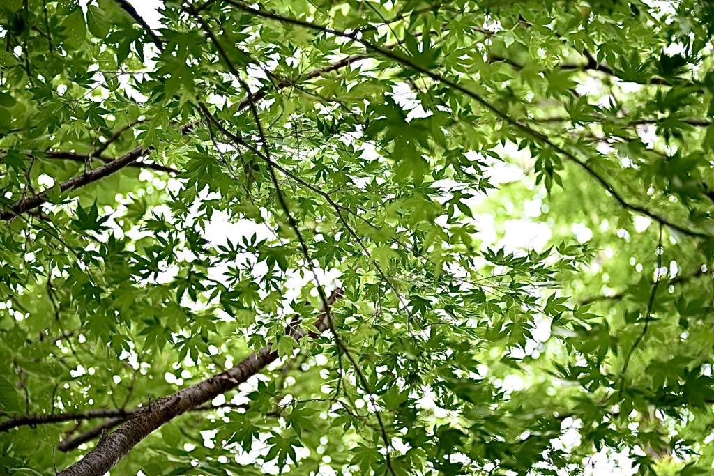 夏は緑
