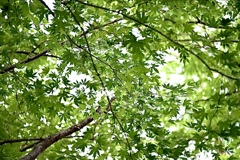 夏は緑