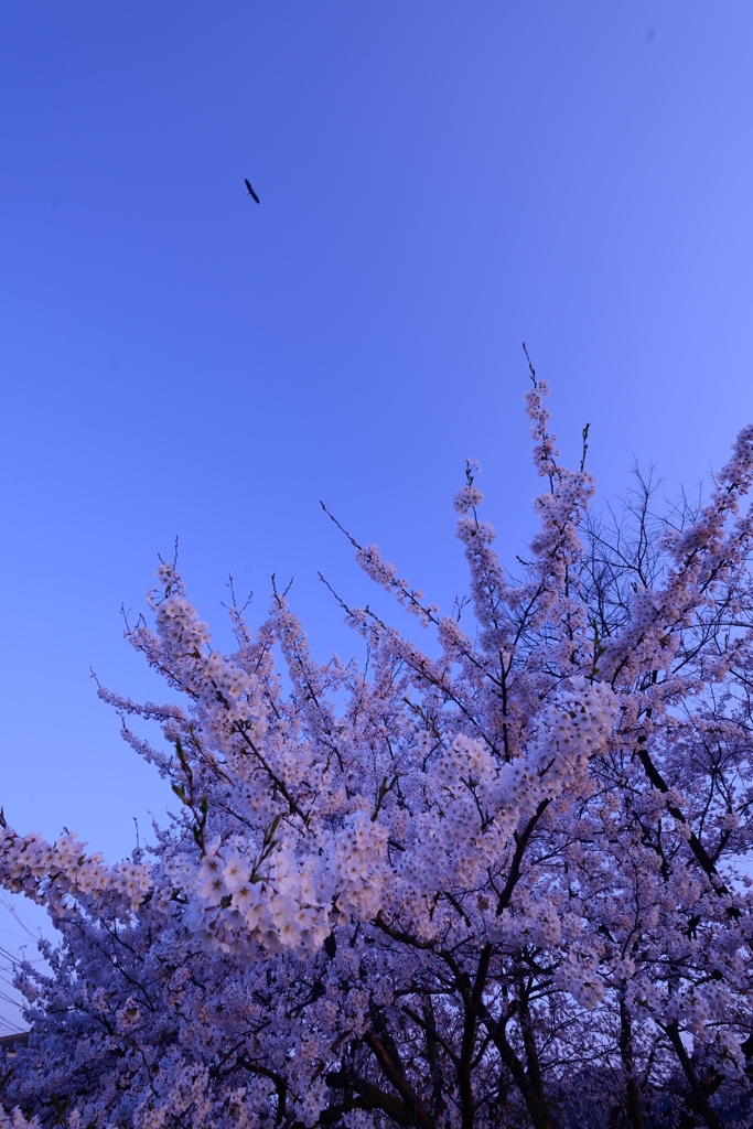 鳥さんおはよー