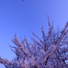 鳥さんおはよー
