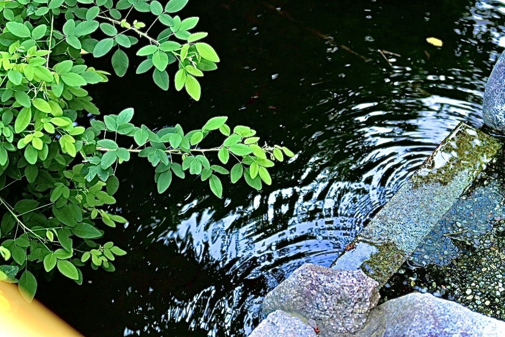 涼を