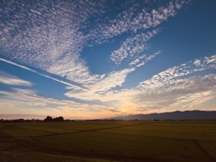 田園の朝