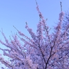 桜のびのび