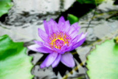 何て花だっけ？