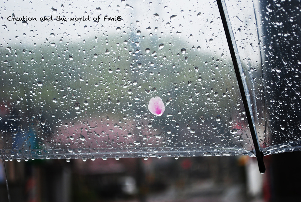 雨、傘、桜